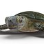Sea Turtle Rigged per Maya