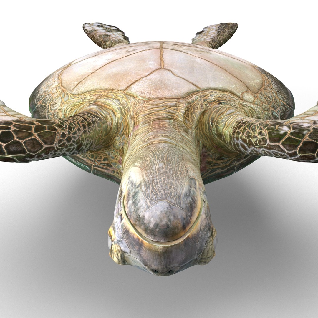 sea turtle rigged 3d model https://p.turbosquid.com/ts-thumb/Eo/ryBSZD/8k0hCdY8/seaturtleriggedmaya3dmodel23/jpg/1478185892/1920x1080/fit_q87/e8bd07171129363c6f5ce7753f91c531c7c3cf91/seaturtleriggedmaya3dmodel23.jpg