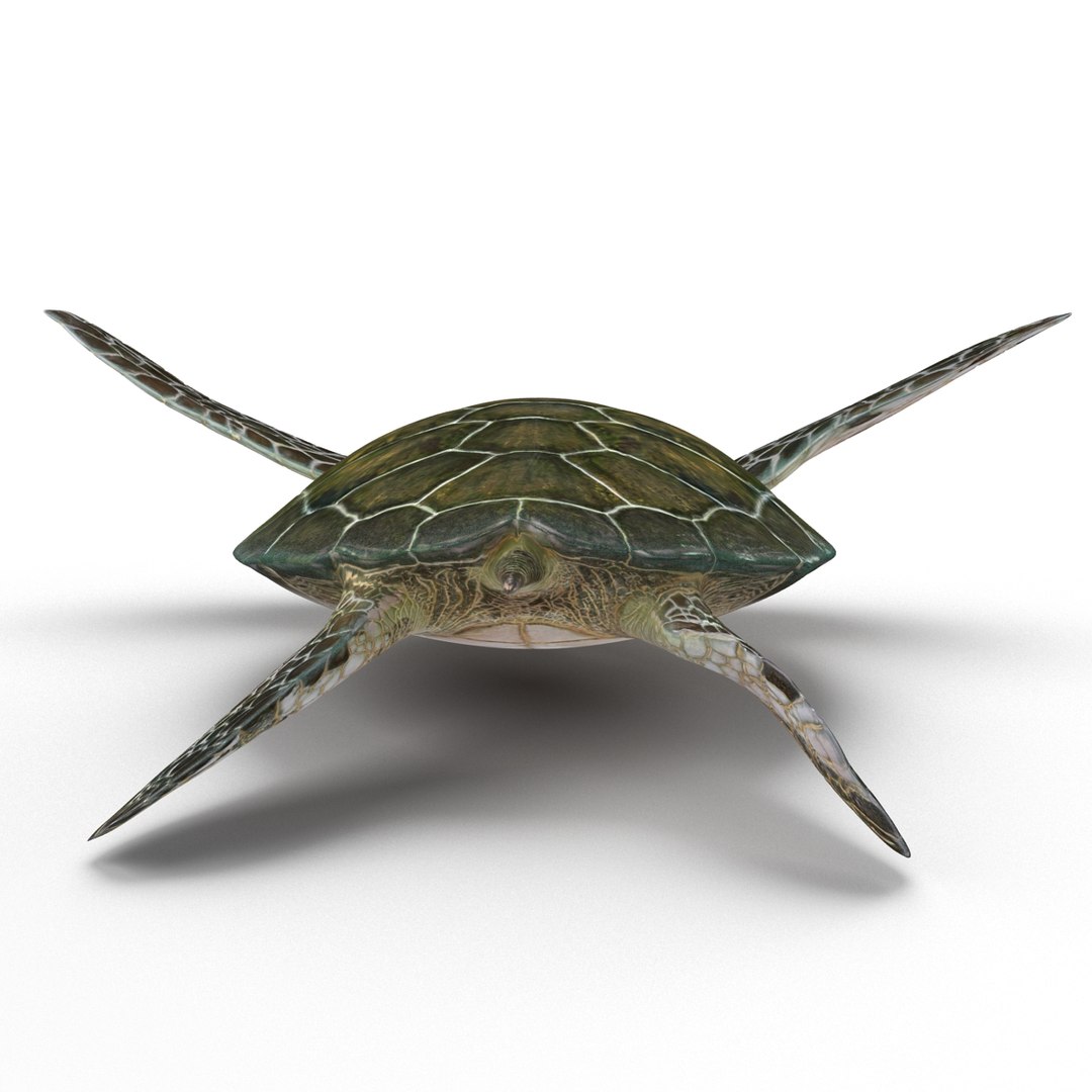 sea turtle rigged 3d model https://p.turbosquid.com/ts-thumb/Eo/ryBSZD/9wte3QQA/seaturtleriggedmaya3dmodel10/jpg/1478185892/1920x1080/fit_q87/9db853a9b583357ff6892c9dae1cc6130517eec9/seaturtleriggedmaya3dmodel10.jpg