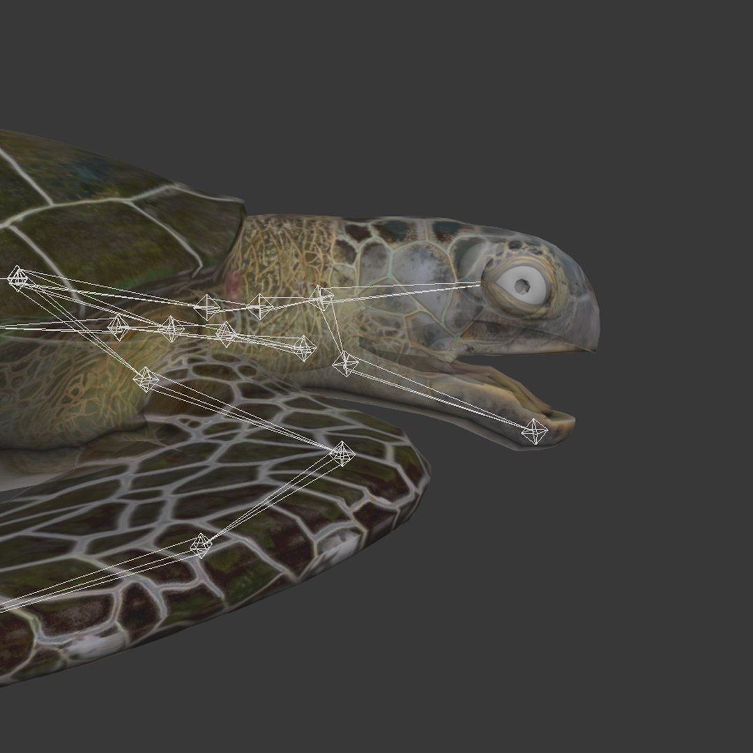 sea turtle rigged 3d model https://p.turbosquid.com/ts-thumb/Eo/ryBSZD/ElWHbSXI/seaturtleriggedmaya3dmodel38/jpg/1478185892/1920x1080/fit_q87/85803060dd705c69c616f5cece9fb91a6187ea71/seaturtleriggedmaya3dmodel38.jpg