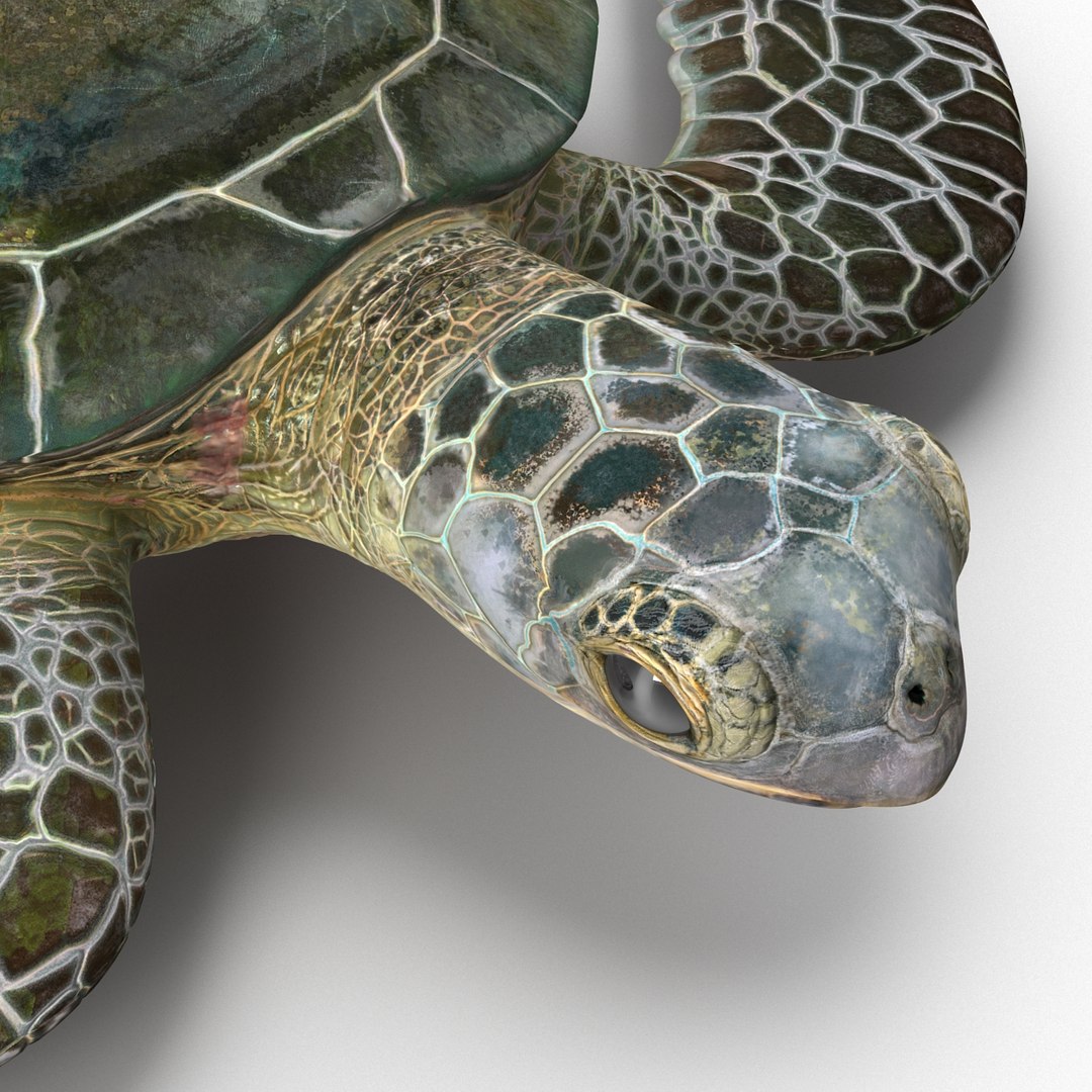 sea turtle rigged 3d model https://p.turbosquid.com/ts-thumb/Eo/ryBSZD/NGjiLC8B/seaturtleriggedmaya3dmodel22/jpg/1478185892/1920x1080/fit_q87/054825353f676f2b92de715df44e7e4452815a49/seaturtleriggedmaya3dmodel22.jpg