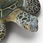 Sea Turtle Rigged per Maya