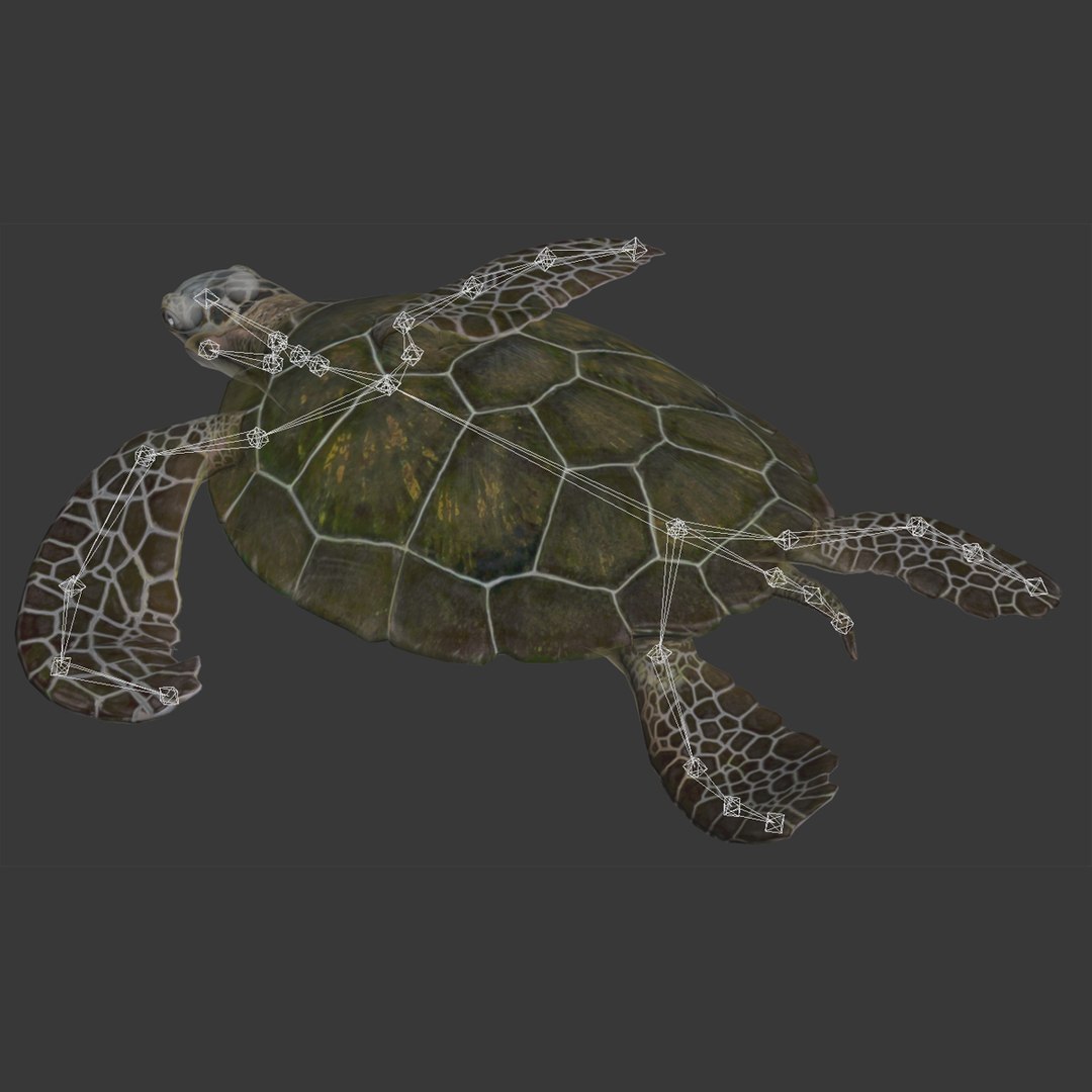 sea turtle rigged 3d model https://p.turbosquid.com/ts-thumb/Eo/ryBSZD/P0ZCRNKB/seaturtleriggedmaya3dmodel33/jpg/1478185892/1920x1080/fit_q87/7b8037149eac9e5875513931fd60aa180ed58f33/seaturtleriggedmaya3dmodel33.jpg