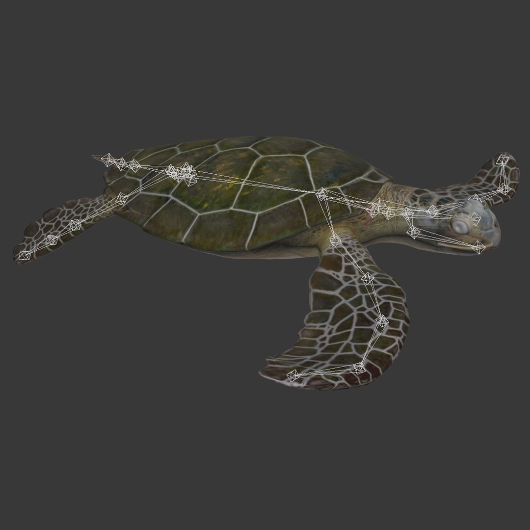 sea turtle rigged 3d model https://p.turbosquid.com/ts-thumb/Eo/ryBSZD/Rsdz2oM8/seaturtleriggedmaya3dmodel36/jpg/1478185892/1920x1080/fit_q87/8092dac9633813658662ad3797652ad078aa3d2c/seaturtleriggedmaya3dmodel36.jpg