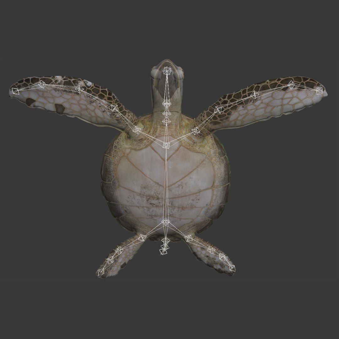 sea turtle rigged 3d model https://p.turbosquid.com/ts-thumb/Eo/ryBSZD/VDd2M4ar/seaturtleriggedmaya3dmodel35/jpg/1478185892/1920x1080/fit_q87/ebec10ea9d1451b84516a23761cbd379e481eb80/seaturtleriggedmaya3dmodel35.jpg
