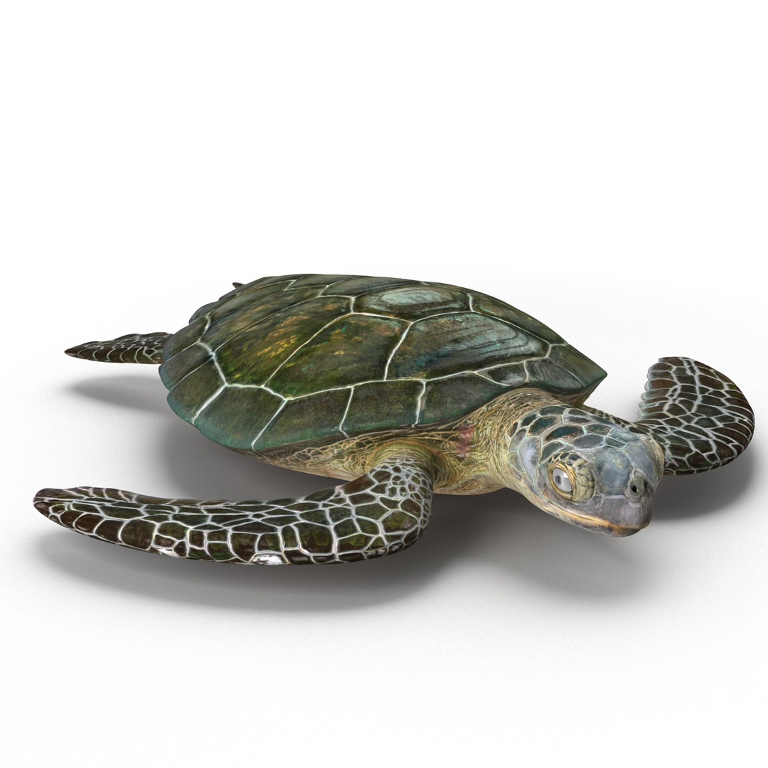sea turtle rigged 3d model https://p.turbosquid.com/ts-thumb/Eo/ryBSZD/VgDowxt4/sea_turtle_rigged_362/jpg/1478186024/1920x1080/turn_fit_q99/fdc4e565823ada861946706f08aee693ff0e4372/sea_turtle_rigged_362-1.jpg