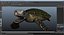 Sea Turtle Rigged per Maya