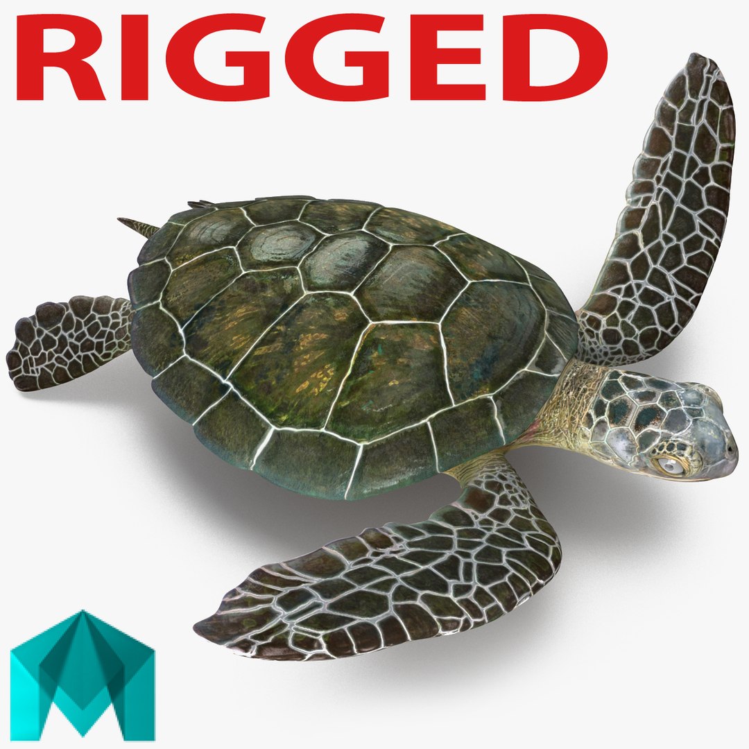 Sea Turtle Rigged for Maya 3D model preview