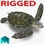 Sea Turtle Rigged per Maya