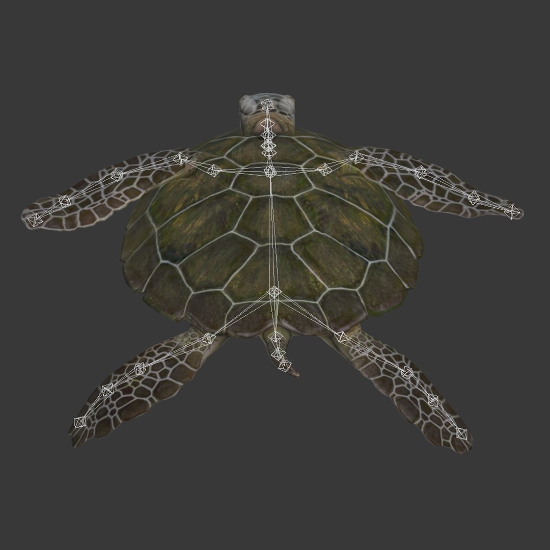 sea turtle rigged 3d model https://p.turbosquid.com/ts-thumb/Eo/ryBSZD/YesBezOU/seaturtleriggedmaya3dmodel34/jpg/1478185892/1920x1080/fit_q87/0881fe609ac64a1fb74298fa2e7e6dd1cc1311aa/seaturtleriggedmaya3dmodel34.jpg