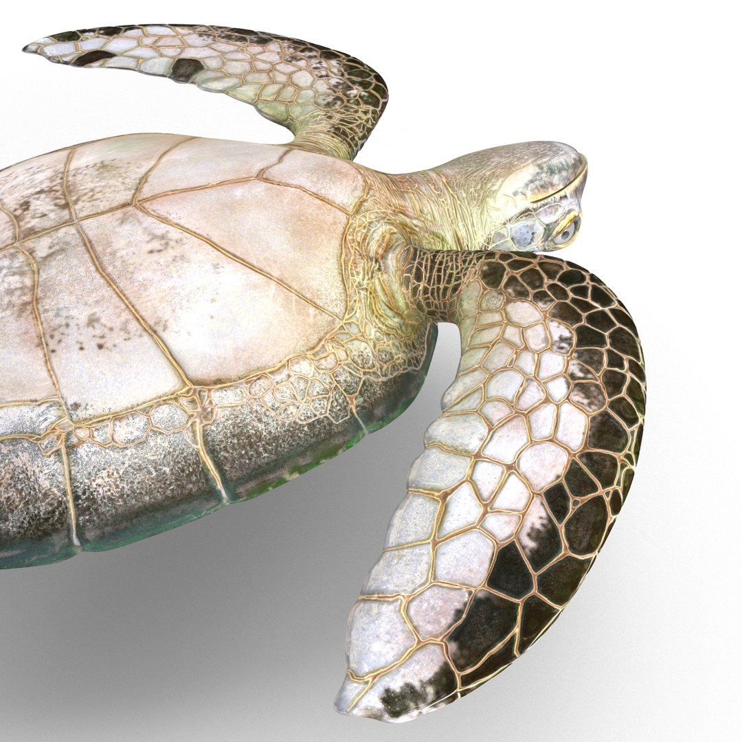 sea turtle rigged 3d model https://p.turbosquid.com/ts-thumb/Eo/ryBSZD/cccnuZ8L/seaturtleriggedmaya3dmodel24/jpg/1478185892/1920x1080/fit_q87/8ce18b62d73eb8f18fed0ea1103e94493bf274a0/seaturtleriggedmaya3dmodel24.jpg