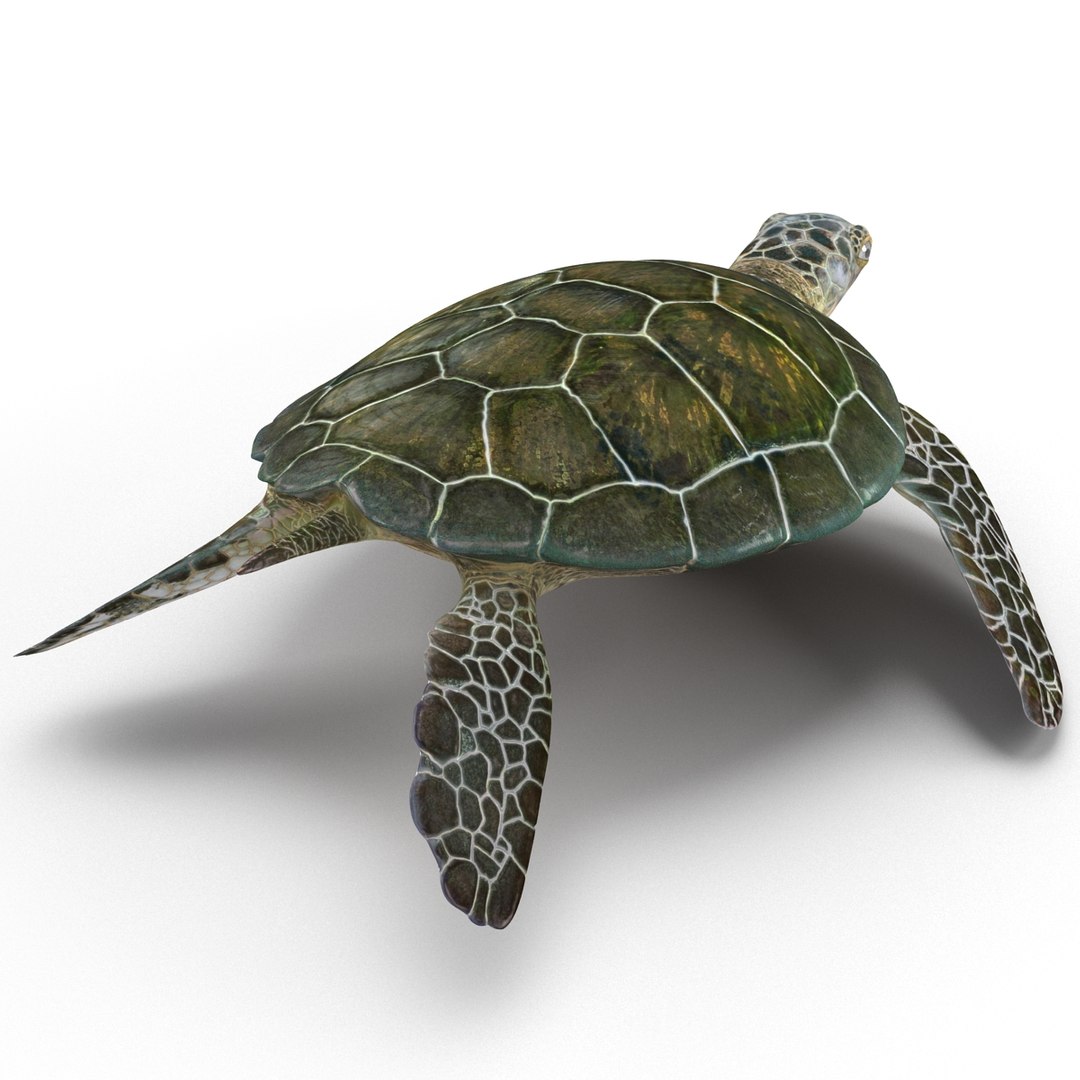 sea turtle rigged 3d model https://p.turbosquid.com/ts-thumb/Eo/ryBSZD/dxhn7fe1/seaturtleriggedmaya3dmodel08/jpg/1478185892/1920x1080/fit_q87/c25d8296b300ba603866e8e016c1d3f909235b13/seaturtleriggedmaya3dmodel08.jpg
