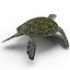 Sea Turtle Rigged per Maya