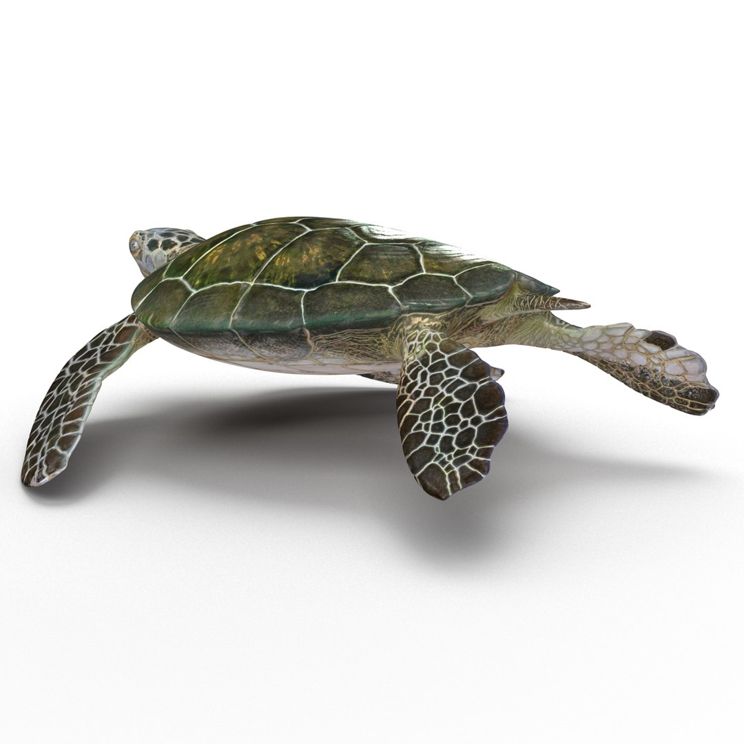 sea turtle rigged 3d model https://p.turbosquid.com/ts-thumb/Eo/ryBSZD/jMWZkj6b/seaturtleriggedmaya3dmodel07/jpg/1478185892/1920x1080/fit_q87/3618bb1af9a2b80e83b7e1257bc3ac42f8f24e5f/seaturtleriggedmaya3dmodel07.jpg