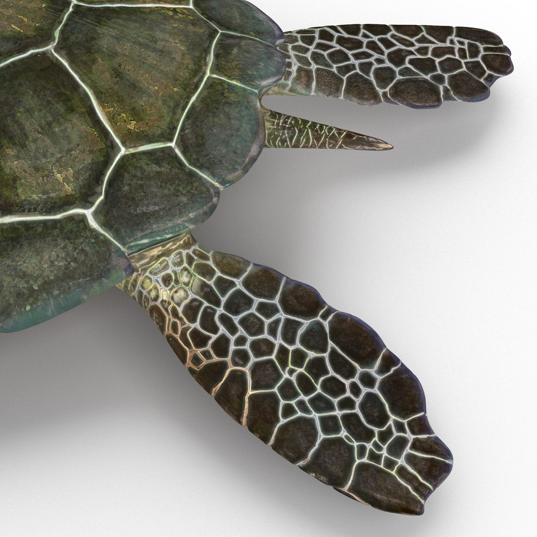 sea turtle rigged 3d model https://p.turbosquid.com/ts-thumb/Eo/ryBSZD/jsS9XBIj/seaturtleriggedmaya3dmodel18/jpg/1478185892/1920x1080/fit_q87/de92881e400ed205238e0dd6bcc2b12ad02322ee/seaturtleriggedmaya3dmodel18.jpg