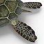 Sea Turtle Rigged per Maya