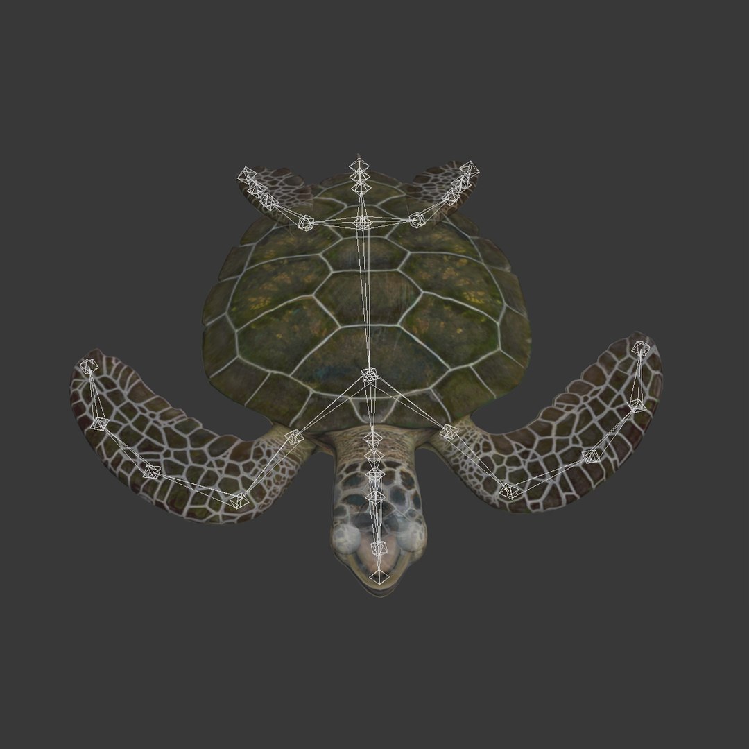 sea turtle rigged 3d model https://p.turbosquid.com/ts-thumb/Eo/ryBSZD/kIrI4WxW/seaturtleriggedmaya3dmodel32/jpg/1478185892/1920x1080/fit_q87/2f88fe74c8cfad84f0ef9bc247c9ac3b2d097cee/seaturtleriggedmaya3dmodel32.jpg