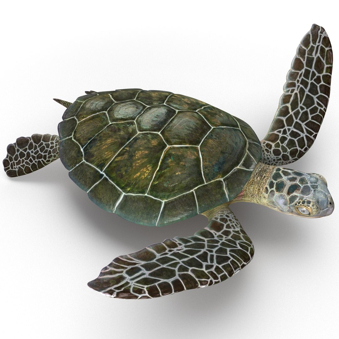 sea turtle rigged 3d model https://p.turbosquid.com/ts-thumb/Eo/ryBSZD/owS9Fqla/seaturtleriggedmaya3dmodel03/jpg/1478185891/1920x1080/fit_q87/6e9860ba14aeb3431e1ff9d8963466765dd12595/seaturtleriggedmaya3dmodel03.jpg