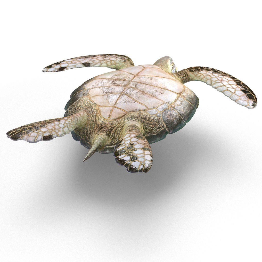 sea turtle rigged 3d model https://p.turbosquid.com/ts-thumb/Eo/ryBSZD/uWWtfk61/seaturtleriggedmaya3dmodel13/jpg/1478185892/1920x1080/fit_q87/1ed0f7a65e7f3e0c5232a3df62b237323bbb6beb/seaturtleriggedmaya3dmodel13.jpg