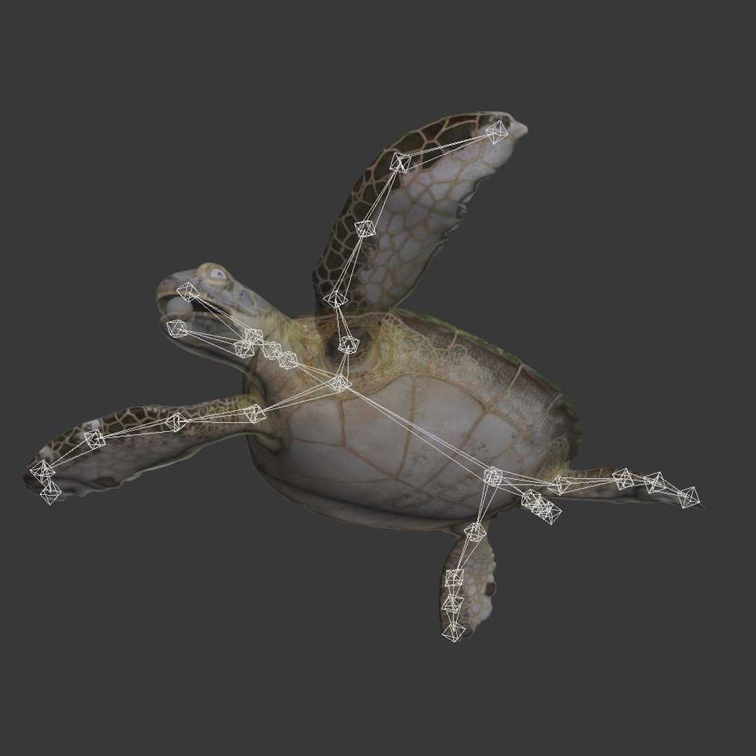 sea turtle rigged 3d model https://p.turbosquid.com/ts-thumb/Eo/ryBSZD/vwzbwJvy/seaturtleriggedmaya3dmodel37/jpg/1478185892/1920x1080/fit_q87/3713931f67e6d0b88980c75b92dc592ef4a0484d/seaturtleriggedmaya3dmodel37.jpg