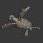 Sea Turtle Rigged per Maya
