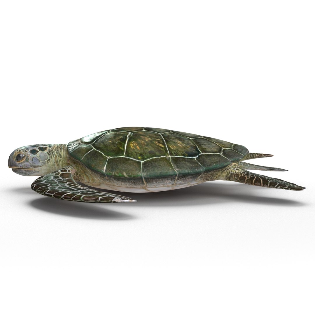sea turtle rigged 3d model https://p.turbosquid.com/ts-thumb/Eo/ryBSZD/wP40rVN1/seaturtleriggedmaya3dmodel06/jpg/1478185891/1920x1080/fit_q87/2242261e1f748326255c5c8faab046b536d1b923/seaturtleriggedmaya3dmodel06.jpg