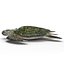 Sea Turtle Rigged per Maya