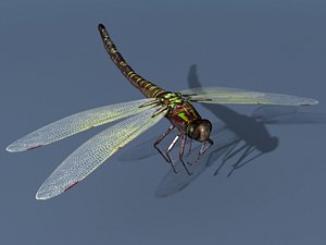 rigged dragonfly max