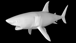 shark mako 3D model