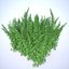 Cannabis Sativa Field