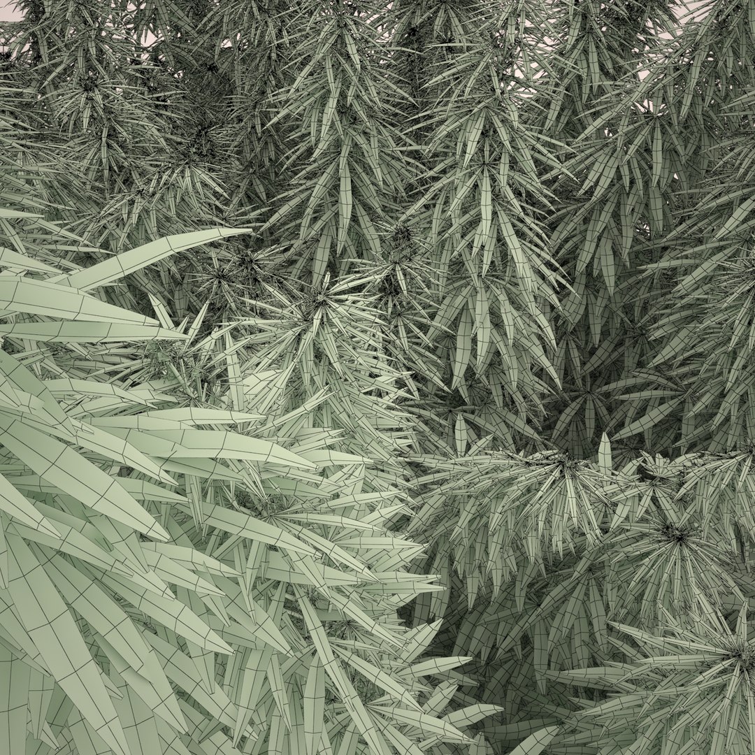 3d cannabis sativa field https://p.turbosquid.com/ts-thumb/Ep/7Hfw9J/5rgM1mef/cannabis_sativa_field_082_wireframe/jpg/1442312572/1920x1080/fit_q87/4ad188059503ed4a2adba2d22b3ef728e21dc01a/cannabis_sativa_field_082_wireframe.jpg