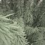 Cannabis Sativa Field