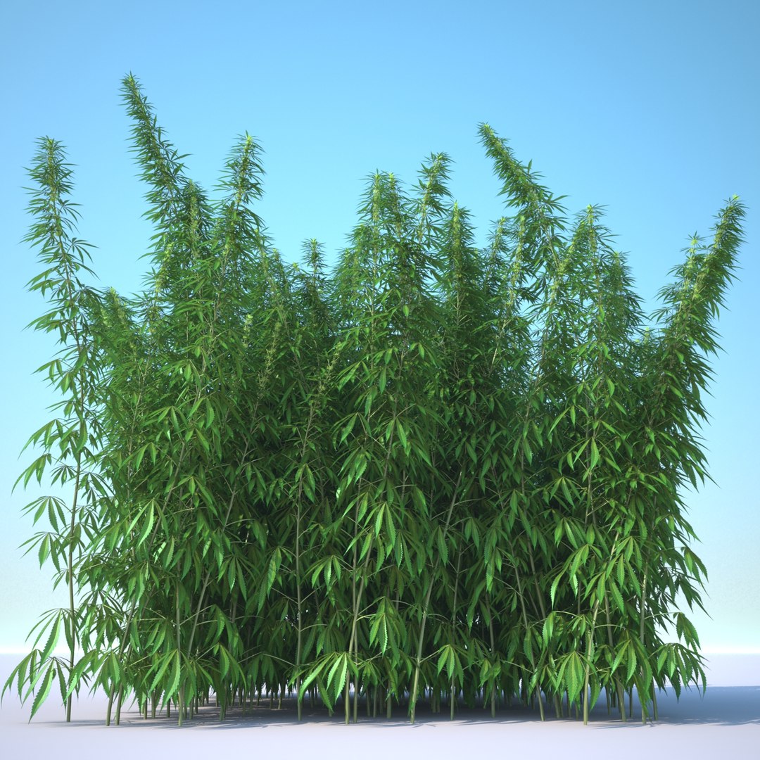 3d cannabis sativa field https://p.turbosquid.com/ts-thumb/Ep/7Hfw9J/6Ep9cIkL/cannabis_sativa_field_021_sky_bg/jpg/1442312572/1920x1080/fit_q87/7c03b5c63adca0c795912cb3b176d9889366e18c/cannabis_sativa_field_021_sky_bg.jpg