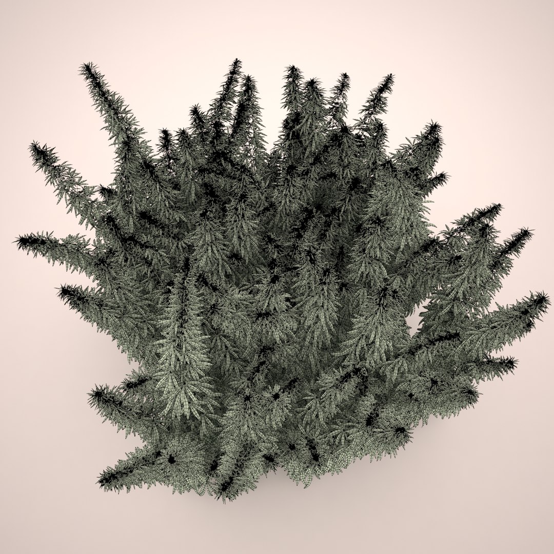 3d cannabis sativa field https://p.turbosquid.com/ts-thumb/Ep/7Hfw9J/GfAmQ0Ua/cannabis_sativa_field_072_wireframe/jpg/1442312572/1920x1080/fit_q87/64ebe472f64216af2f15c6f1cb15a0432ca9d5f4/cannabis_sativa_field_072_wireframe.jpg