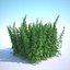 Cannabis Sativa Field