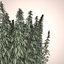 Cannabis Sativa Field