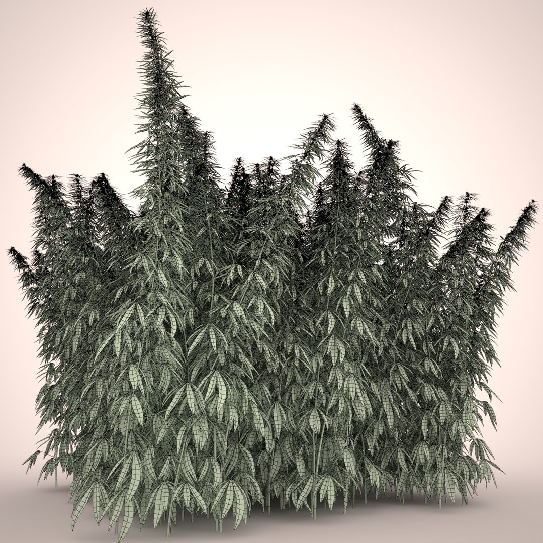 3d cannabis sativa field https://p.turbosquid.com/ts-thumb/Ep/7Hfw9J/Wb1VRXs6/cannabis_sativa_field_012_wireframe/jpg/1442312572/1920x1080/fit_q87/b9bd7dafeae56b6aaa9286789b01cd550b652340/cannabis_sativa_field_012_wireframe.jpg