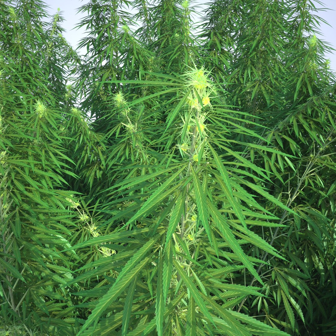 3d cannabis sativa field https://p.turbosquid.com/ts-thumb/Ep/7Hfw9J/YRL53AFw/cannabis_sativa_field_091_sky_bg/jpg/1442312572/1920x1080/fit_q87/4a38d123f8e5debc6bab3802658d39691ceeda44/cannabis_sativa_field_091_sky_bg.jpg