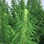 Cannabis Sativa Field