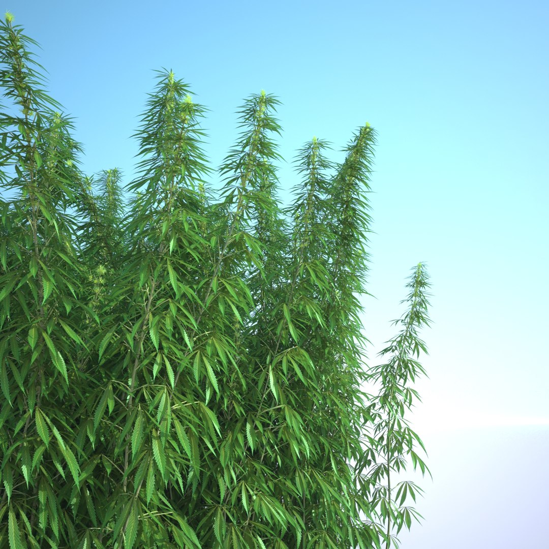 3d cannabis sativa field https://p.turbosquid.com/ts-thumb/Ep/7Hfw9J/dGe8FRKR/cannabis_sativa_field_041_sky_bg/jpg/1442312572/1920x1080/fit_q87/d7c370ffb53fae4a5843eae41a718d859e4983ef/cannabis_sativa_field_041_sky_bg.jpg