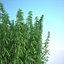Cannabis Sativa Field