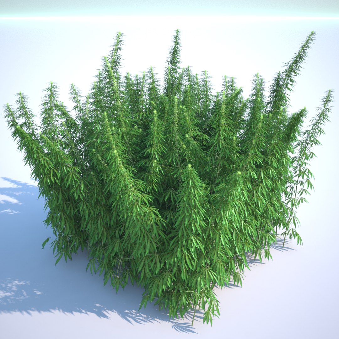 3d cannabis sativa field https://p.turbosquid.com/ts-thumb/Ep/7Hfw9J/e0l4l4N8/cannabis_sativa_field_061_sky_bg/jpg/1442312572/1920x1080/fit_q87/a05f131929478b8a61bbe8252b86aa8a2c71dffa/cannabis_sativa_field_061_sky_bg.jpg