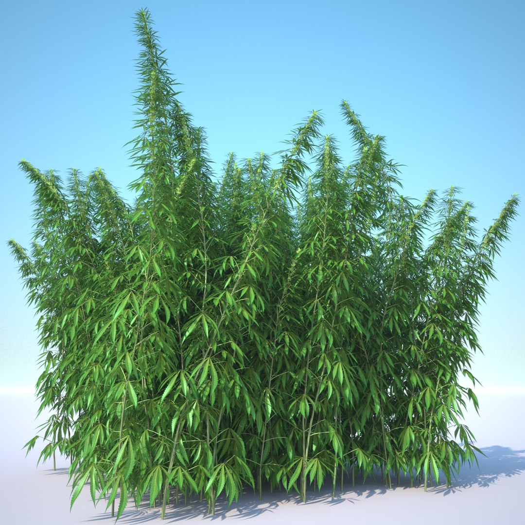 3d cannabis sativa field https://p.turbosquid.com/ts-thumb/Ep/7Hfw9J/eHtfXfHK/cannabis_sativa_field_011_sky_bg/jpg/1442312572/1920x1080/fit_q87/89d9c6ae22e09fe5163d593d287fc6d6e8b60c61/cannabis_sativa_field_011_sky_bg.jpg