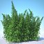 Cannabis Sativa Field