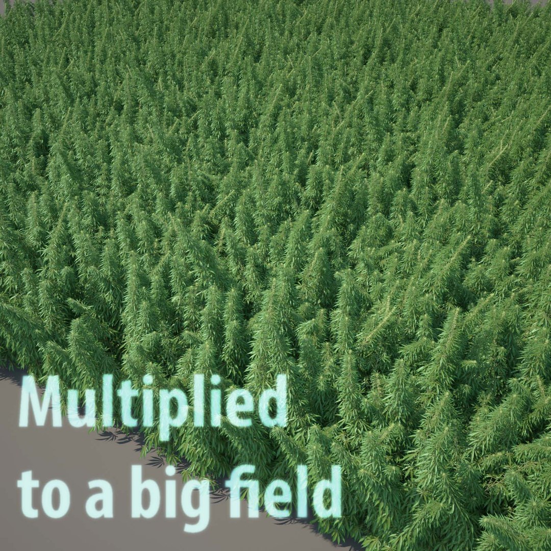 3d cannabis sativa field https://p.turbosquid.com/ts-thumb/Ep/7Hfw9J/h3KA78BW/cannabis_sativa_field_98_example/jpg/1442316219/1920x1080/fit_q87/c292a9e409c44ecd373e7ba401ed171b35e6a93c/cannabis_sativa_field_98_example.jpg