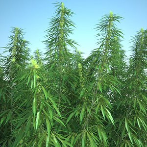3d cannabis sativa field