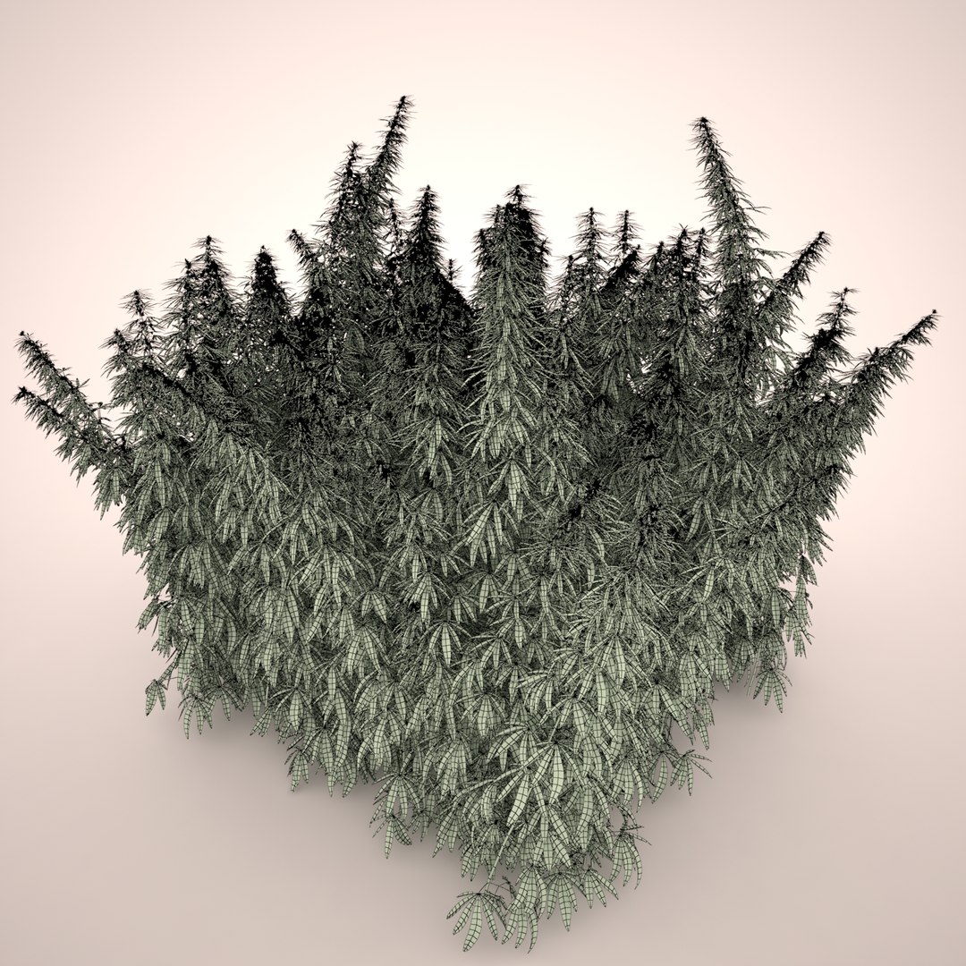 3d cannabis sativa field https://p.turbosquid.com/ts-thumb/Ep/7Hfw9J/hil6qVVq/cannabis_sativa_field_052_wireframe/jpg/1442312572/1920x1080/fit_q87/aa17aa5ad34cf02e51b69a28c5e6babad7f9c926/cannabis_sativa_field_052_wireframe.jpg