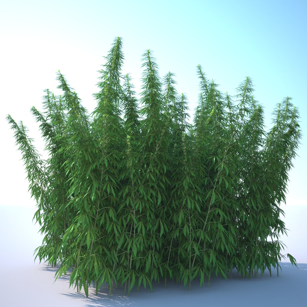 3d cannabis sativa field https://p.turbosquid.com/ts-thumb/Ep/7Hfw9J/kks80lxN/cannabis_sativa_field_031_sky_bg/jpg/1442312572/1920x1080/fit_q87/56961e300bb4da8c1b28cb663cebdbd0bc74bbe6/cannabis_sativa_field_031_sky_bg.jpg