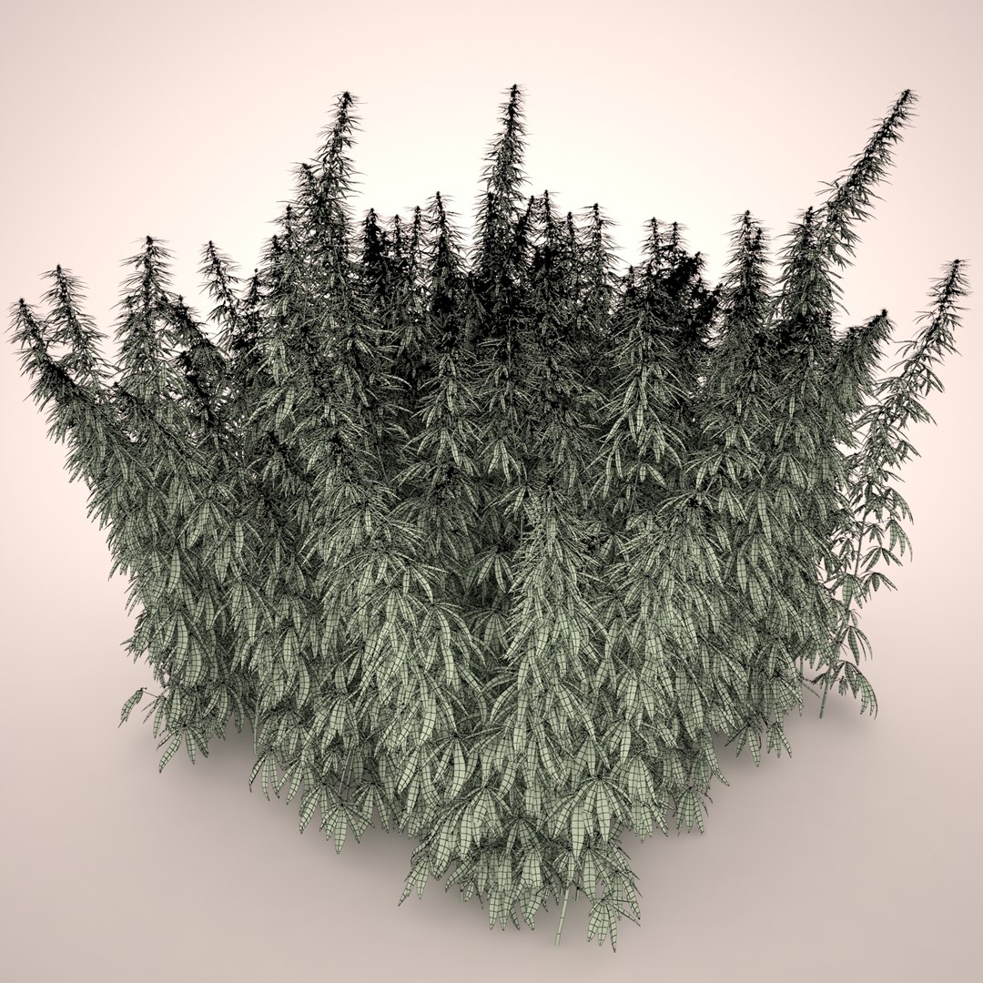 3d cannabis sativa field https://p.turbosquid.com/ts-thumb/Ep/7Hfw9J/mTOUCMEe/cannabis_sativa_field_062_wireframe/jpg/1442312572/1920x1080/fit_q87/683fc7e7851ca813736dd7e9407620f9c6555511/cannabis_sativa_field_062_wireframe.jpg