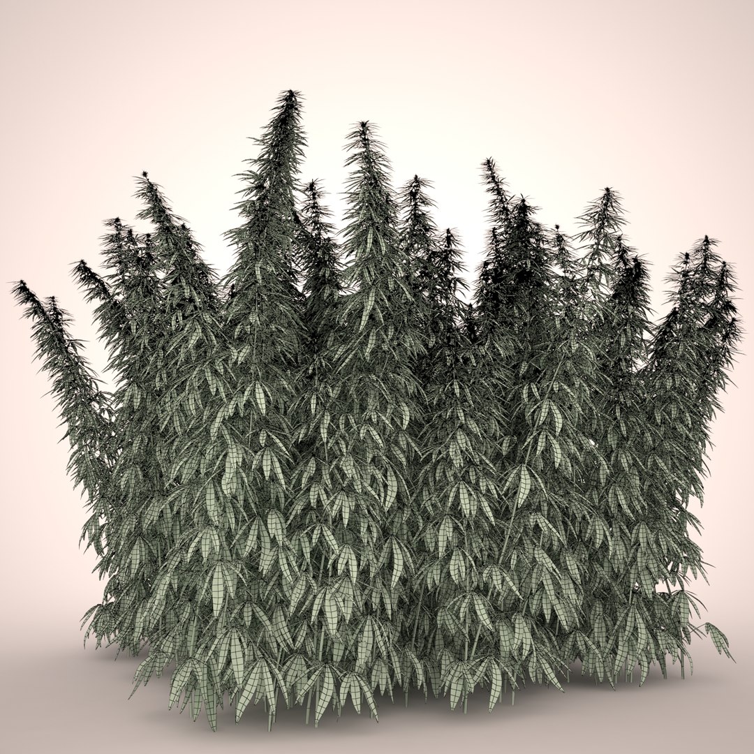 3d cannabis sativa field https://p.turbosquid.com/ts-thumb/Ep/7Hfw9J/sVtb0P8K/cannabis_sativa_field_032_wireframe/jpg/1442312572/1920x1080/fit_q87/02ff322374a3c552fdbdec723294715384ff3faa/cannabis_sativa_field_032_wireframe.jpg